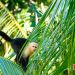 15-monkey-in-palm-tree