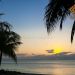 palm-silloette-sunset